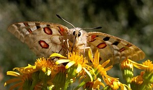 Apollo - Parnassius apollo © Teresa Farino